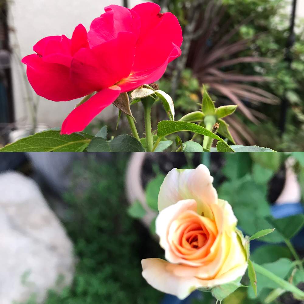 広い庭の画像 by グッチさん | 広い庭と我が家の薔薇と薔薇が大好きとおうち園芸とエドガードガデルバラードと薔薇.ブラスバンド