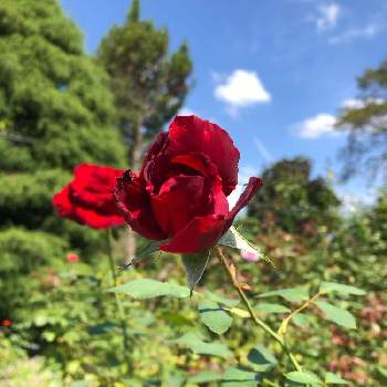 ベルサイユのバラの画像 by ku-mi-さん | 広い庭とベルサイユのバラ