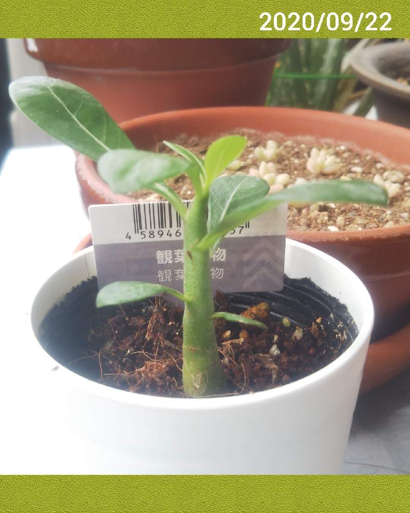 アデニウムの投稿画像 By Greeeenさん 多肉植物と100均と花のある暮らしと W とダイソー産 月9月22日 Greensnap グリーンスナップ