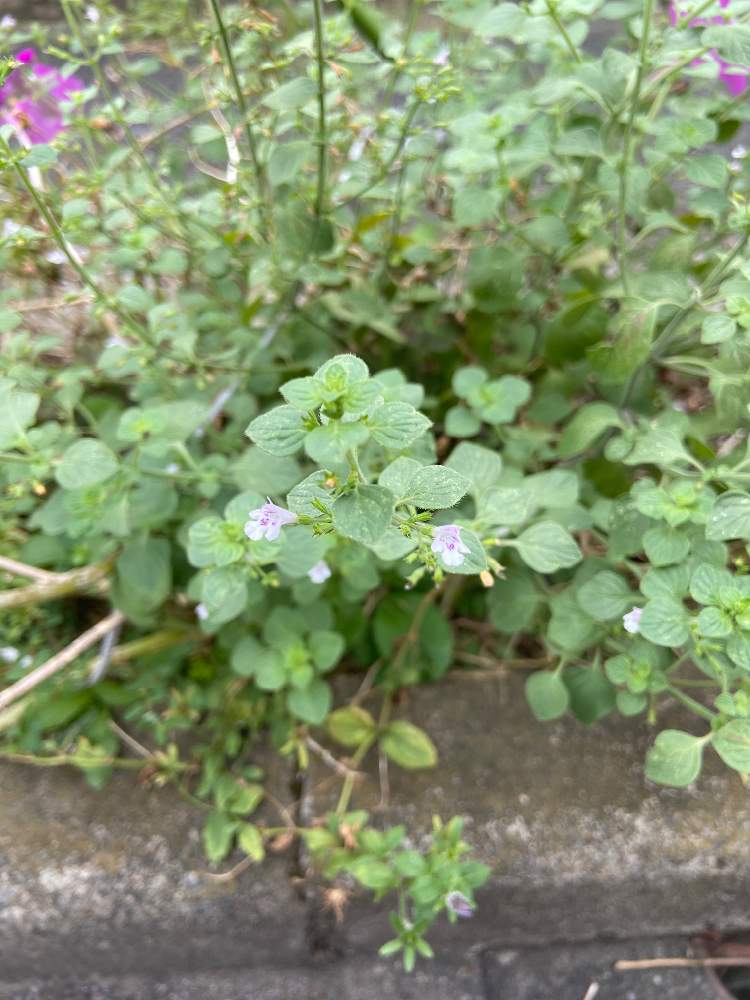 すぅさんの投稿画像 月9月22日 Greensnap グリーンスナップ すぅさんの投稿画像 月9月22日 Greensnap グリーンスナップ