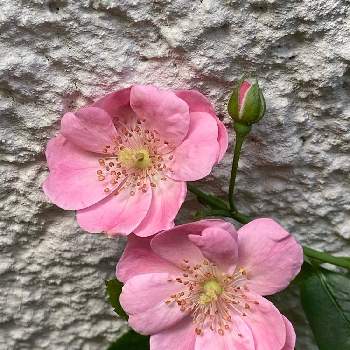 薔薇アンジェラの投稿画像一覧 Greensnap グリーンスナップ