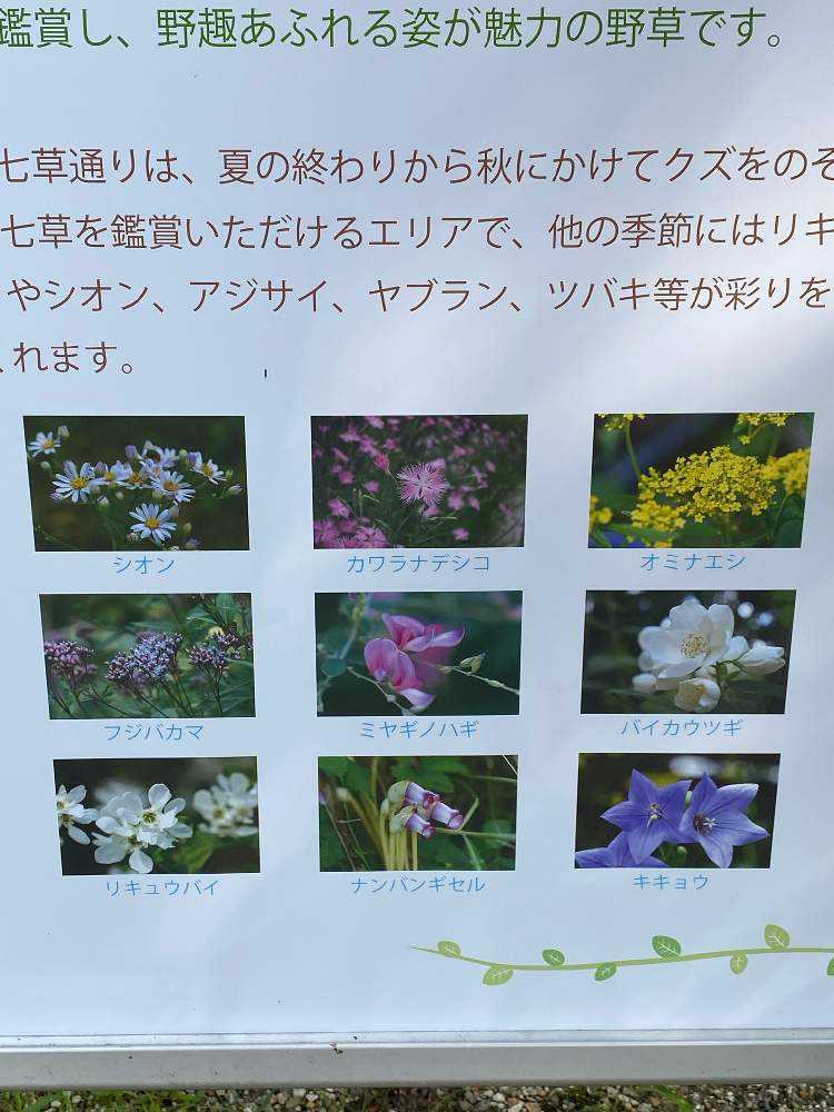 9月大阪府立花の文化園 Greensnap グリーンスナップ