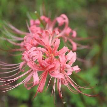 彼岸花ピンクの投稿画像一覧 Greensnap グリーンスナップ