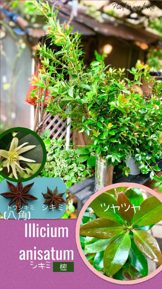 シキミの投稿画像 By Kane Flowerさん おうち園芸と中ぐらいの庭と埼玉県と無農薬有機栽培と無農薬 無化学肥料栽培 月9月22日 Greensnap グリーンスナップ