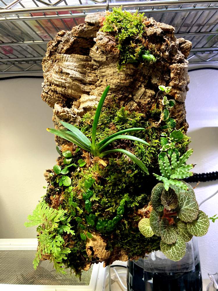 フィカス プミラの投稿画像 By Snklabさん ユキノシタとハイゴケとマメヅタと風蘭とヒメイタビとセラギネラ イワヒバ とユキノシタ属とおうち園芸とテラリウムとパルダリウムと植物園と流木とシダ系とコルク着生とコケリウムと苔 こけ とフィカス属と風蘭 とマメヅタ