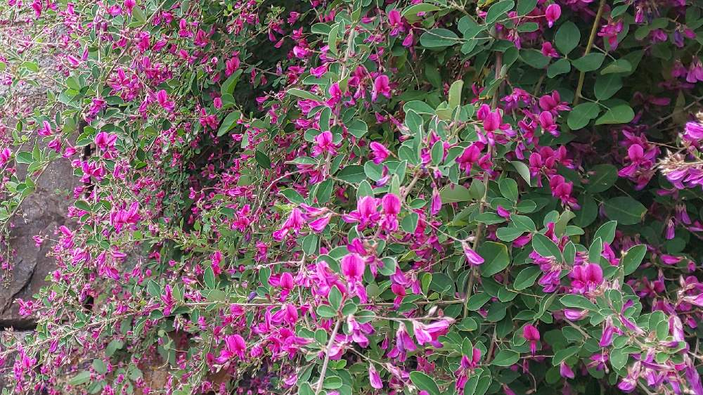 みっさんさんの投稿画像 月9月22日 Greensnap グリーンスナップ