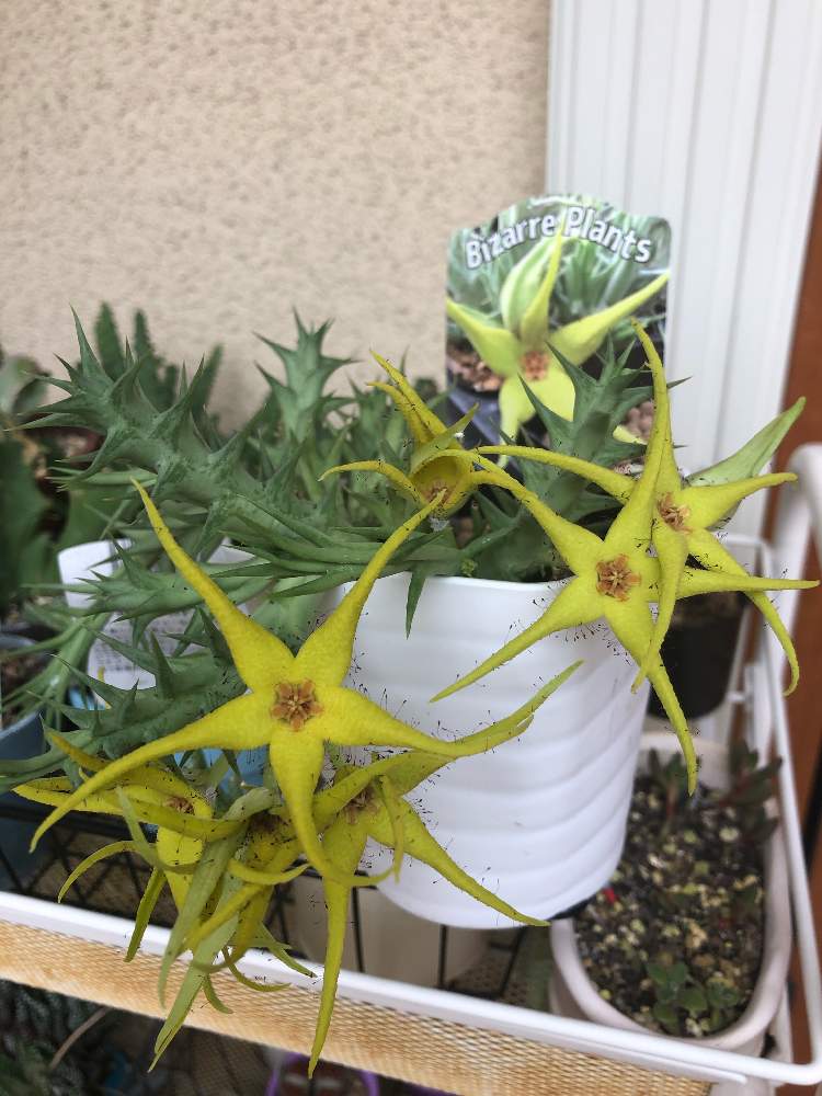 ガガイモの投稿画像 By まめたさん フェルニアと多肉植物と多肉の花と多肉植物と多肉の花 月9月22日 Greensnap グリーンスナップ Greensnap グリーンスナップ