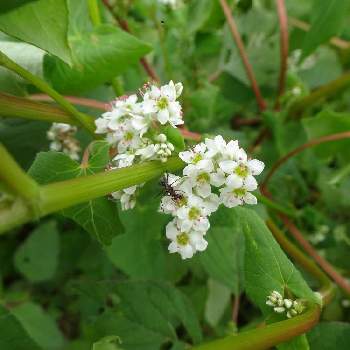 ソバ属の投稿画像一覧 Greensnap グリーンスナップ