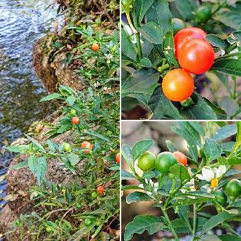 小松川境川親水公園の投稿画像一覧 Greensnap グリーンスナップ