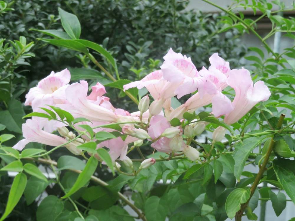 ソケイノウゼンの投稿画像 By 習志野花音 さん ソケイノウゼンの花と世界中を花で埋め尽くしちまえ と猛暑真っ最中とおうち園芸と拡散希望とおうちを彩る花 と植物女子とそけいのうぜんとお花で癒やされてます 月9月22日 Greensnap グリーンスナップ