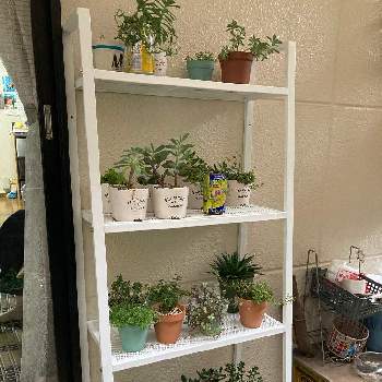 Ikea棚の投稿画像一覧 Greensnap グリーンスナップ