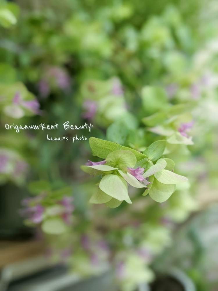 オレガノケントビューティーの記録 Greensnap グリーンスナップ