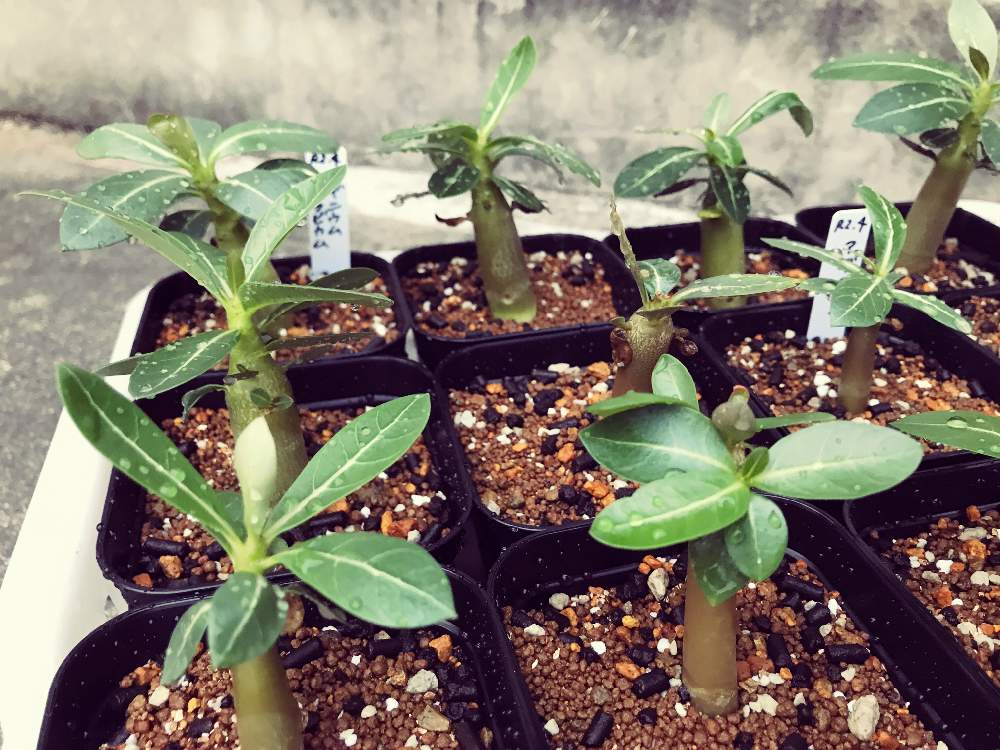 アデニウム 土 配合 Emlyn Idwal アデニウム 土 配合 Emlyn Idwal