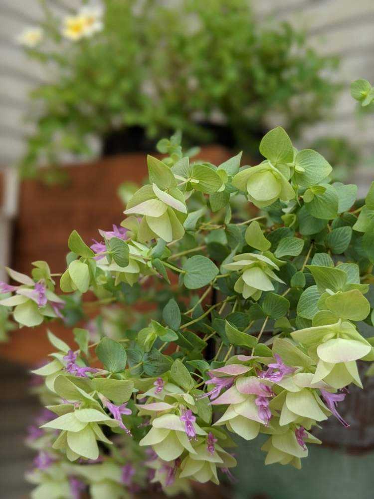 オレガノケントビューティーの記録｜🍀GreenSnap（グリーンスナップ）