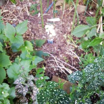 ヒポエステスの花芽 の投稿画像一覧 Greensnap グリーンスナップ