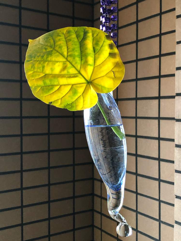 フィカス ウンベラータの投稿画像 By Coolpeechanさん ありがとう と観葉植物の紅葉とフィカス ウンベラータと癒しをありがとうときれいな色と窓辺 リビングとガラスの花瓶 月9月22日 Greensnap グリーンスナップ