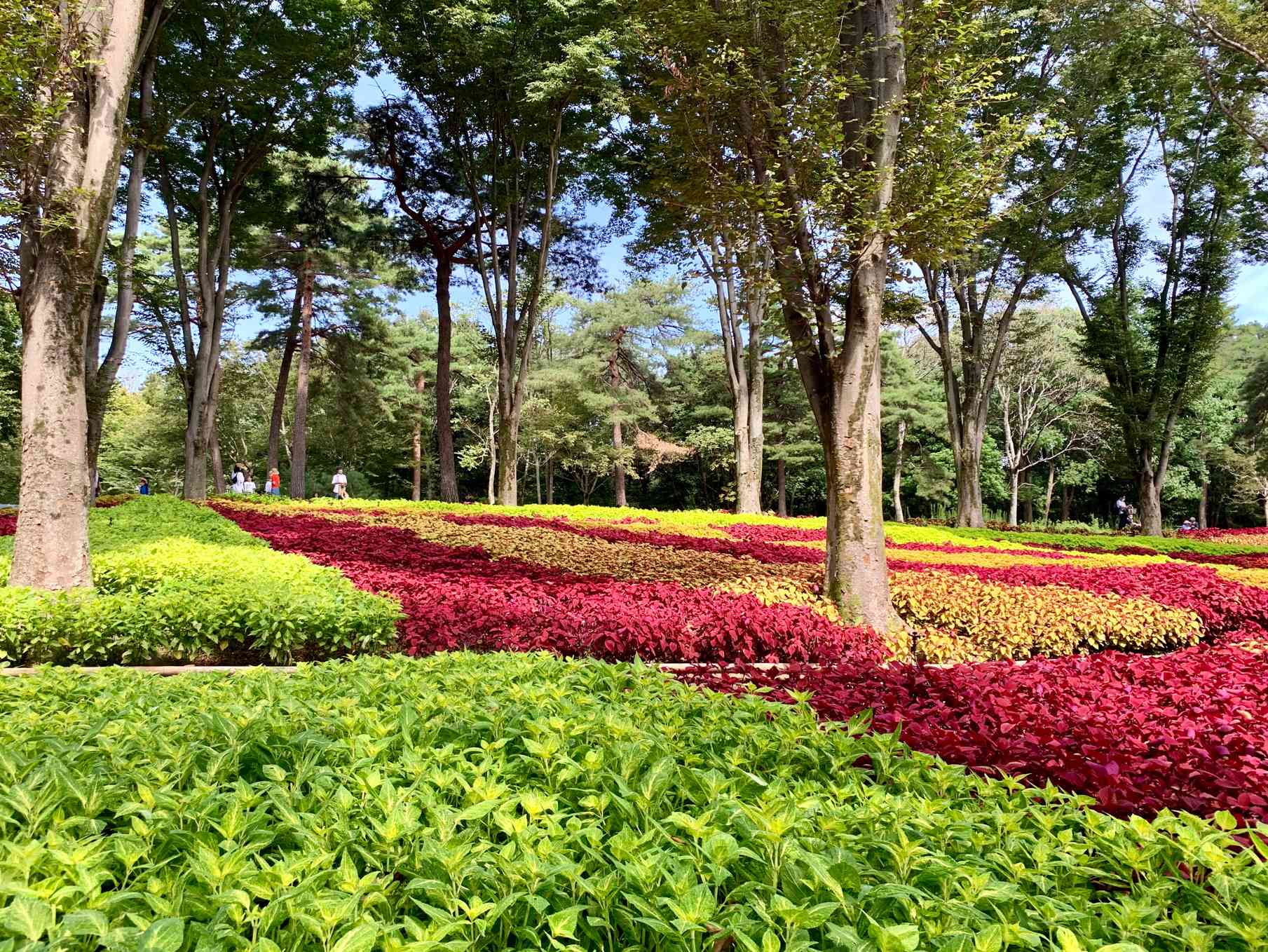 国営武蔵丘陵森林公園♡︎2020.9♡︎｜🍀GreenSnap（グリーンスナップ）