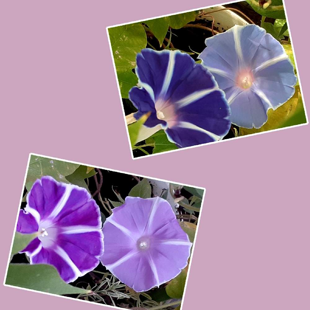 朝の朝顔の投稿画像 By さくら貝さん 夕方の朝顔とスマホ撮影とあさがお と アサガオとしべ好きと日本アサガオと 朝顔の種ができた と 朝顔の葉っぱ と花びらとお花 月9月22日 Greensnap グリーンスナップ