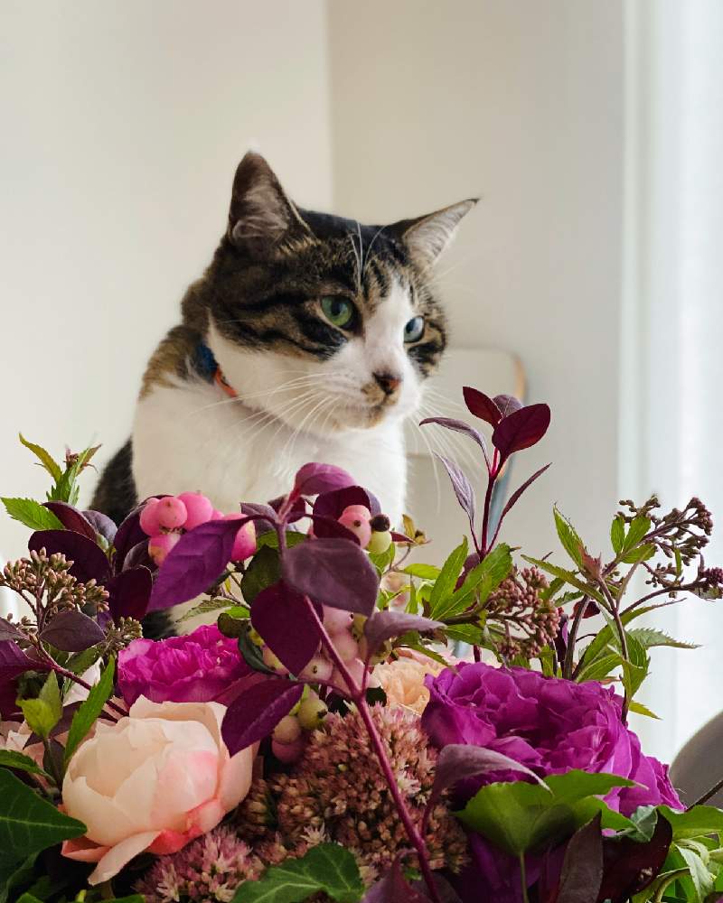 花と猫