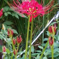ヒガンバナの画像