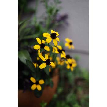 ９月の花の画像 by 我楽多さん | 小さな庭とルドベキアタカオ*と９月の花とOM-D E-M1ⅡとOLY 17mm F1.2