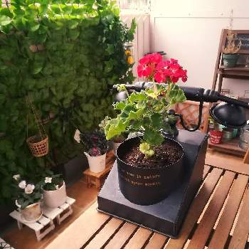 テレフォンプランターの投稿画像一覧 Greensnap グリーンスナップ