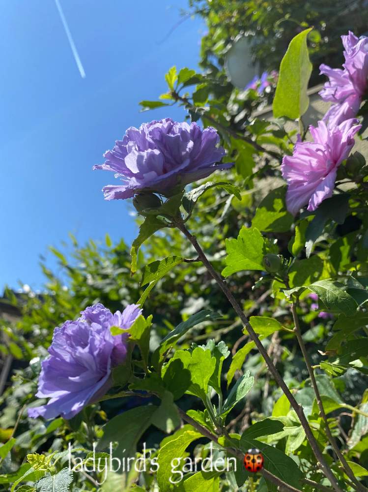 ムクゲ 紫玉の投稿画像 By Ladybirdさん 八重咲きムクゲとhtcと紫色の花とチームブラックとおきにいり とおうち園芸と今日の一枚と今日のお花とガーデニングと咲いた と花のある暮らし 月9月22日 Greensnap グリーンスナップ