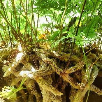 トキワシノブの育て方 胞子での増やし方は 水苔でも栽培できる Greensnap グリーンスナップ