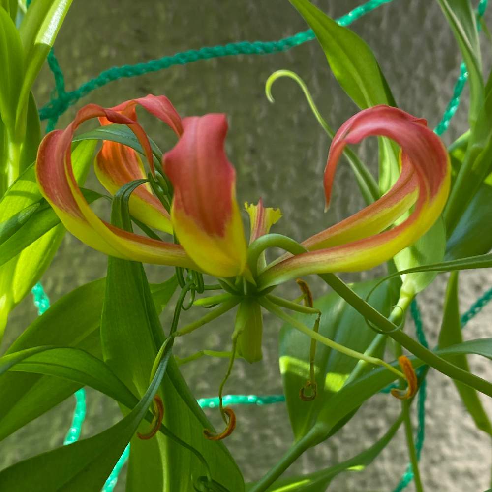 グロリオサの実生 開花を目指す 咲きました Greensnap グリーンスナップ