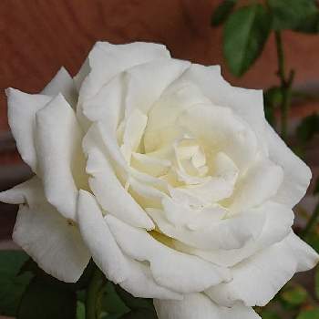 ヨハネパウロ二世の画像 by 山ちゃんさん | バラとヨハネパウロ二世と昨日のバラと強香と鉢植えと花のある暮らしと我が家のバラ
