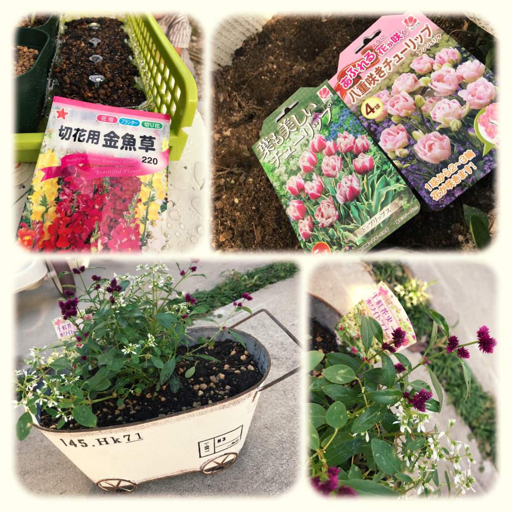 金魚草の投稿画像 By はちさん チューリップ アンジェリケと千日紅 千紅花火とユーフォルビア ホワイトラブとチューリップ トップリップスと小さな庭 月9月23日 Greensnap グリーンスナップ Greensnap グリーンスナップ