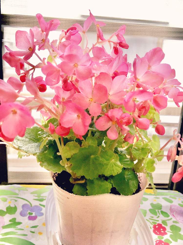 ベゴニア ラブミーの投稿画像 By ハッピーさん ベゴニア とベゴニア ラブミー とおうち園芸とおうちを彩る花 月9月23日 Greensnap グリーンスナップ