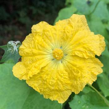 ヘチマの花 雄花 の投稿画像一覧 Greensnap グリーンスナップ