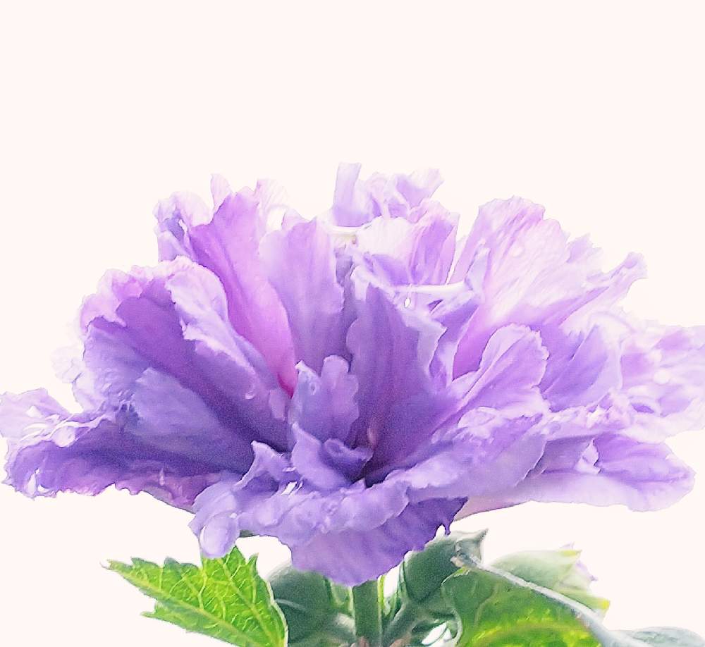ムクゲの投稿画像 By M M77さん ムクゲ 紫玉と八重咲きムクゲとシェードガーデンと青い花とナチュラルガーデンとおうち園芸と小さな庭 と八重咲き と小庭 と小さな幸せ と小さな小さな庭と花のある暮らしと秋に咲かせた花 園芸ガイドと紫の花 月9月23日