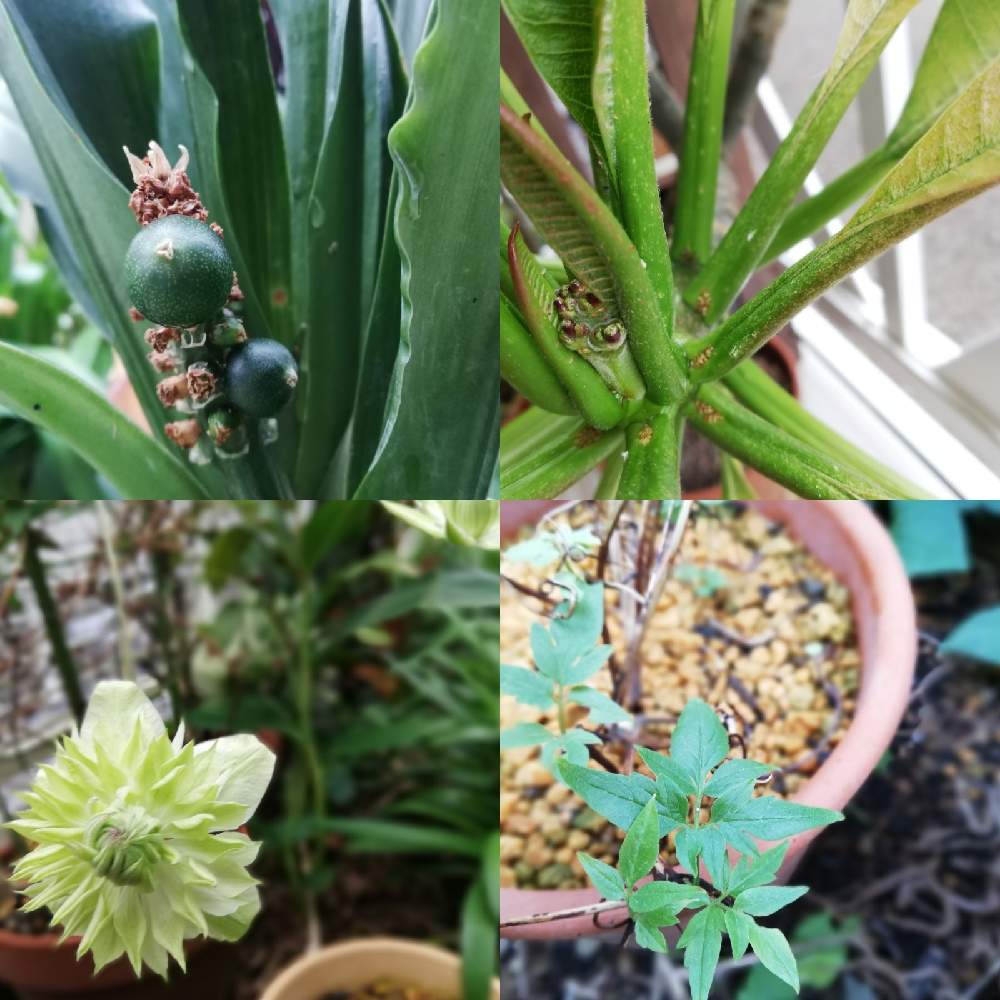 オモトの投稿画像 By 海の月さん プルメリアとクレマチス 白万重と花芽と挿し芽と千葉県と無事咲いてとおうち園芸と咲いたと秋に咲かせた花 園芸ガイドとバルコニストと海プルメとプルメリア 月9月23日 Greensnap グリーンスナップ