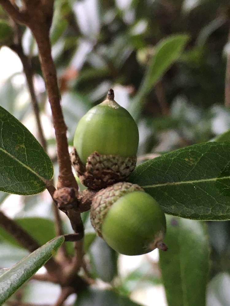 ウバメガシの実の投稿画像 By じぇっとんさん 近所散歩と実 種と実のような 月9月23日 Greensnap グリーンスナップ