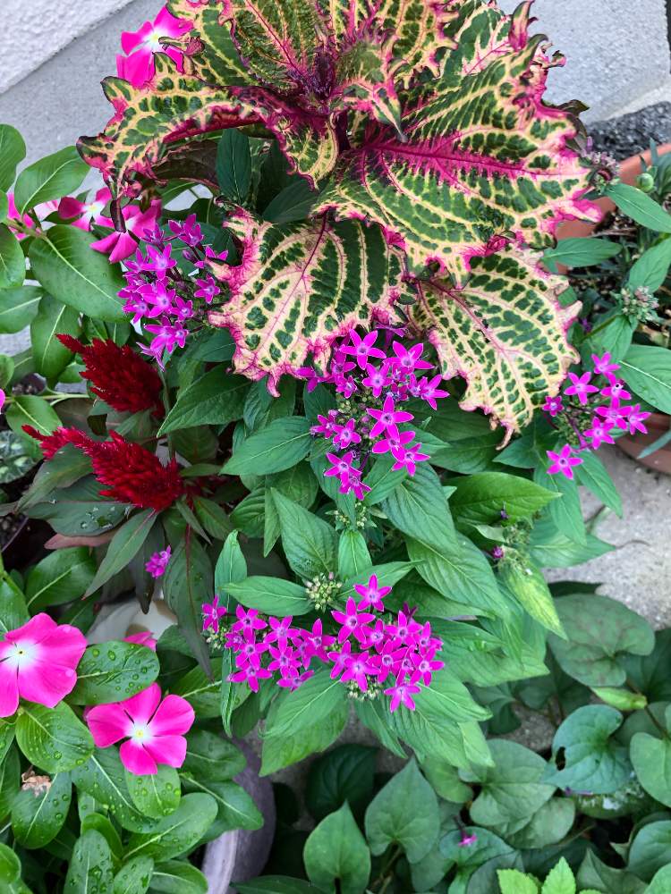 コリウスの投稿画像 By ジュリアンさん 秋の花 とおうち園芸 月9月23日 Greensnap グリーンスナップ