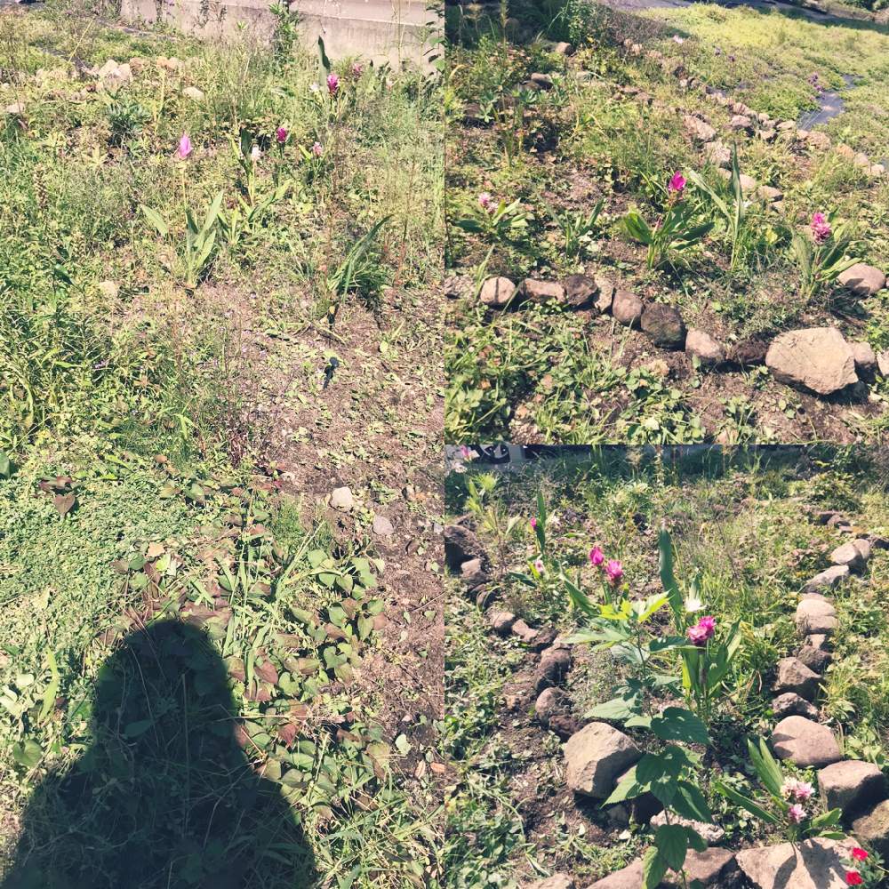 耐寒性宿根草の投稿画像 By Rさん 秋ですね と広すぎると植えっぱなしとガーデニング初心者と新潟と花のある暮らしと雑草対策と寒冷地と地植え 月9月23日 Greensnap グリーンスナップ