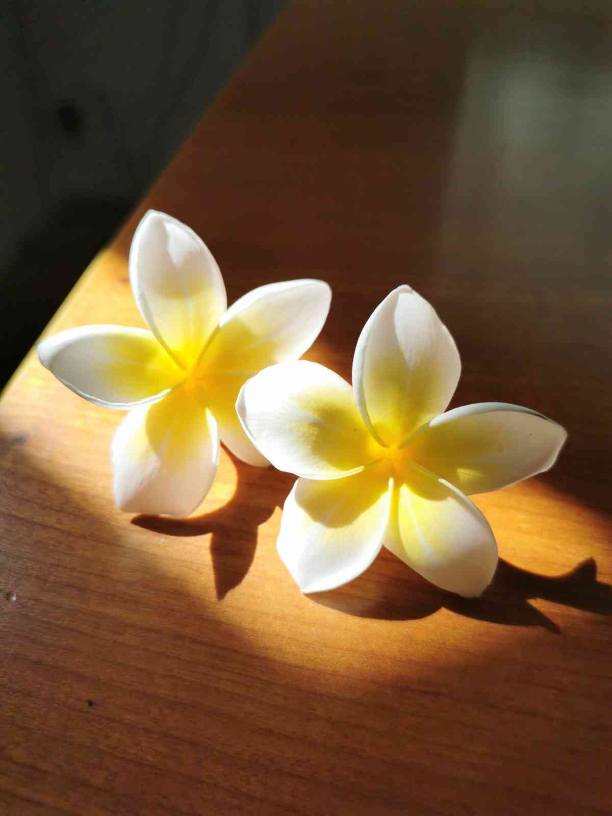 プルメリア　セラダイン開花中株 プルメリア セラダインの一覧｜🍀GreenSnap（グリーンスナップ）