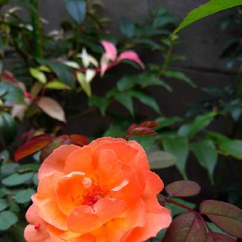 薔薇のアルバムの画像 by ヤマボウシさん | 小さな庭とレディエマハミルトンと植物日誌と薔薇のアルバムとおうち園芸と自宅の薔薇と自宅のガーデン