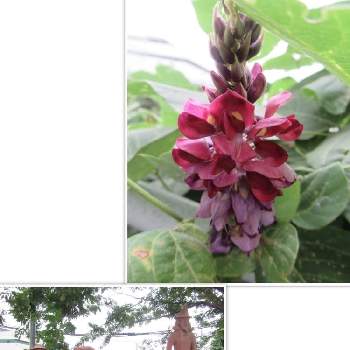  葛の花の画像 by チビクロさん | お出かけ先と 葛の花とまた台風と古墳