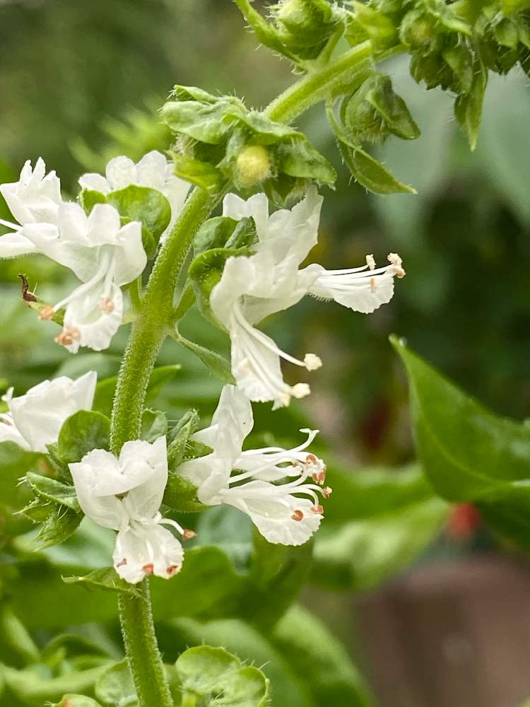 バジルの投稿画像 By Hotimanさん 家庭菜園とおうちde菜園と夏の花と季節の花とおうち園芸とハーブと花のある暮らしと エディブルフラワーと秋の花 月9月23日 Greensnap グリーンスナップ