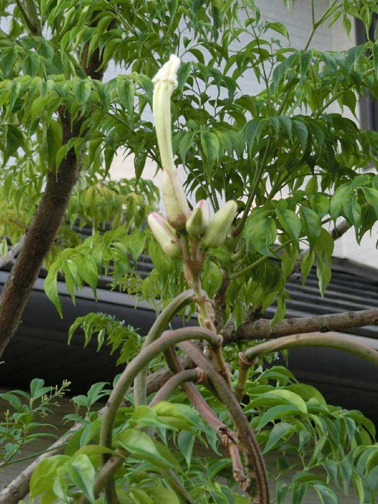 珍しい植物センダンキササゲの開花を追跡 Greensnap グリーンスナップ