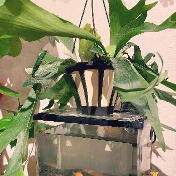 ピンポンパールの画像 by 詩丸さん | 部屋とビカクシダと初心者ですと金魚と癒しとゆっくり まったりとピンポンパールと動物とジャングル化計画と吊り鉢と静岡