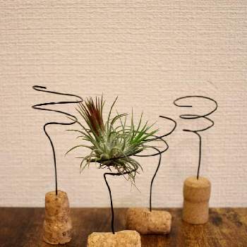 エアプランツホルダーの投稿画像一覧 Greensnap グリーンスナップ