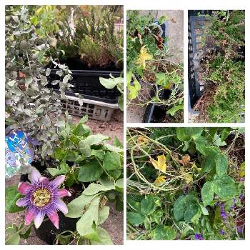 色んな花の投稿画像一覧 Greensnap グリーンスナップ