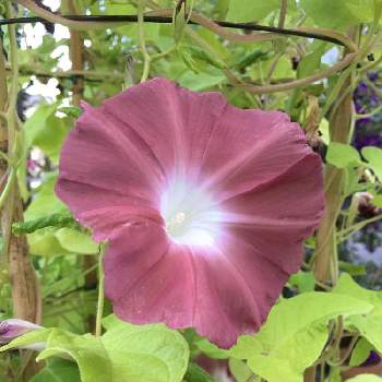 朝顔 団十郎の投稿画像一覧 Greensnap グリーンスナップ