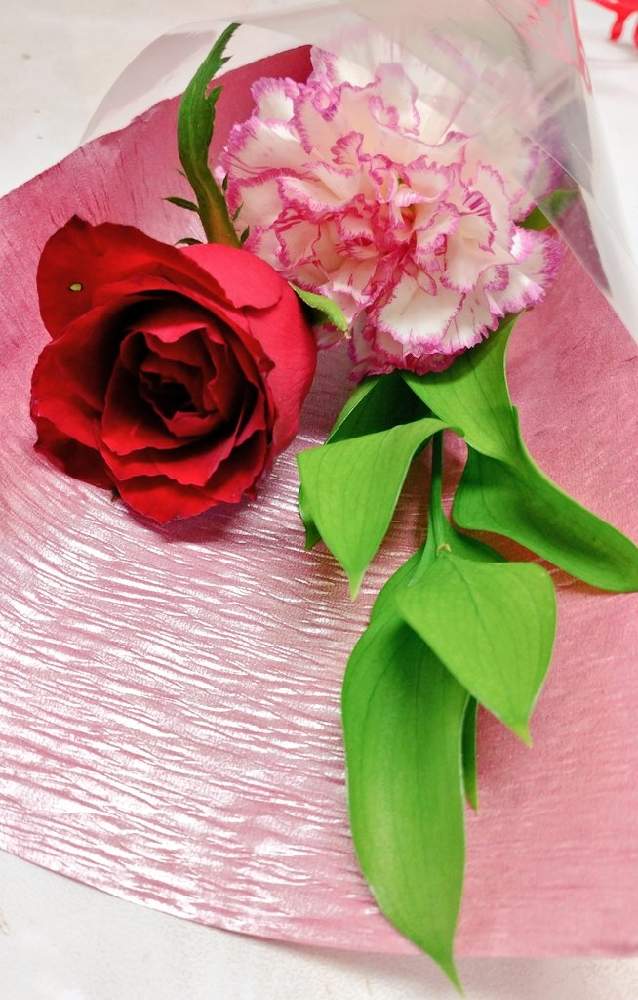 カーネーションの投稿画像 By はなのみせ花紋さん バラと八千代市と千葉県と花屋の嫁とgs映えとはなたばと生花店と花屋と八千代台駅 月9月23日 Greensnap グリーンスナップ