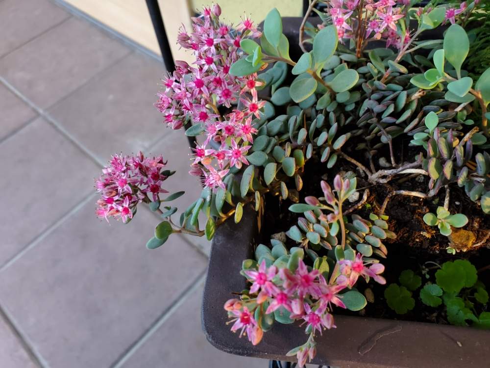 ミセバヤの投稿画像 By すずさん 花のある暮らし 月9月24日 Greensnap グリーンスナップ