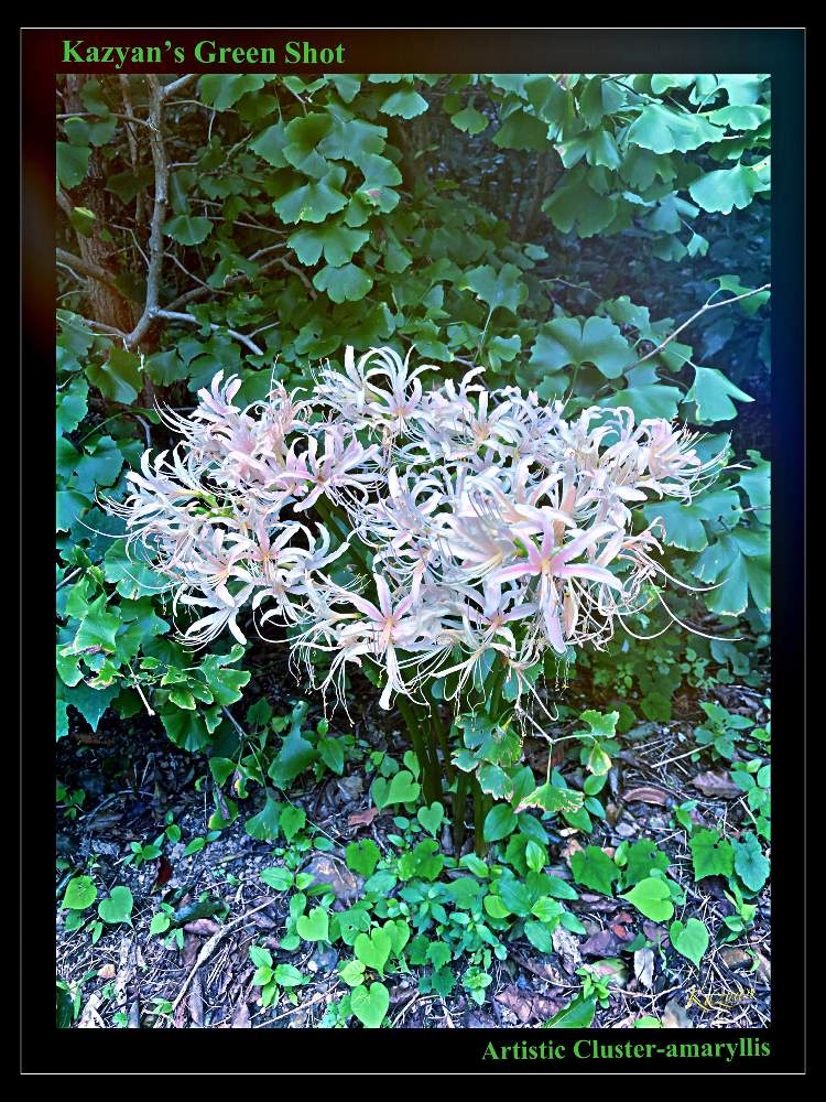 ヒガンバナ 白の投稿画像 By Kazyanさん 銀杏の木 とヒガンバナ 白色 和堂と彼岸花とヒガンバナ と彼岸花歌 和堂と曼珠沙華とcarpe Diem 和堂と曼殊沙華 ヒガンバナと彼岸花 曼珠沙華シリーズ 和堂と曼珠沙華 和堂と花言葉シリーズ 和堂 月9月24日